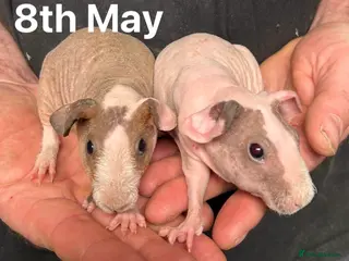 Guinea Pig rodents Skinny Pig Sows. - Advert 16