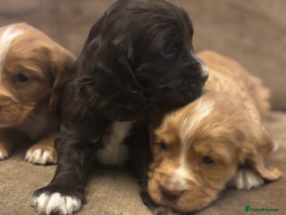 Cocker Spaniel dogs Gorgeous Cocker Spaniel puppies - Advert 15