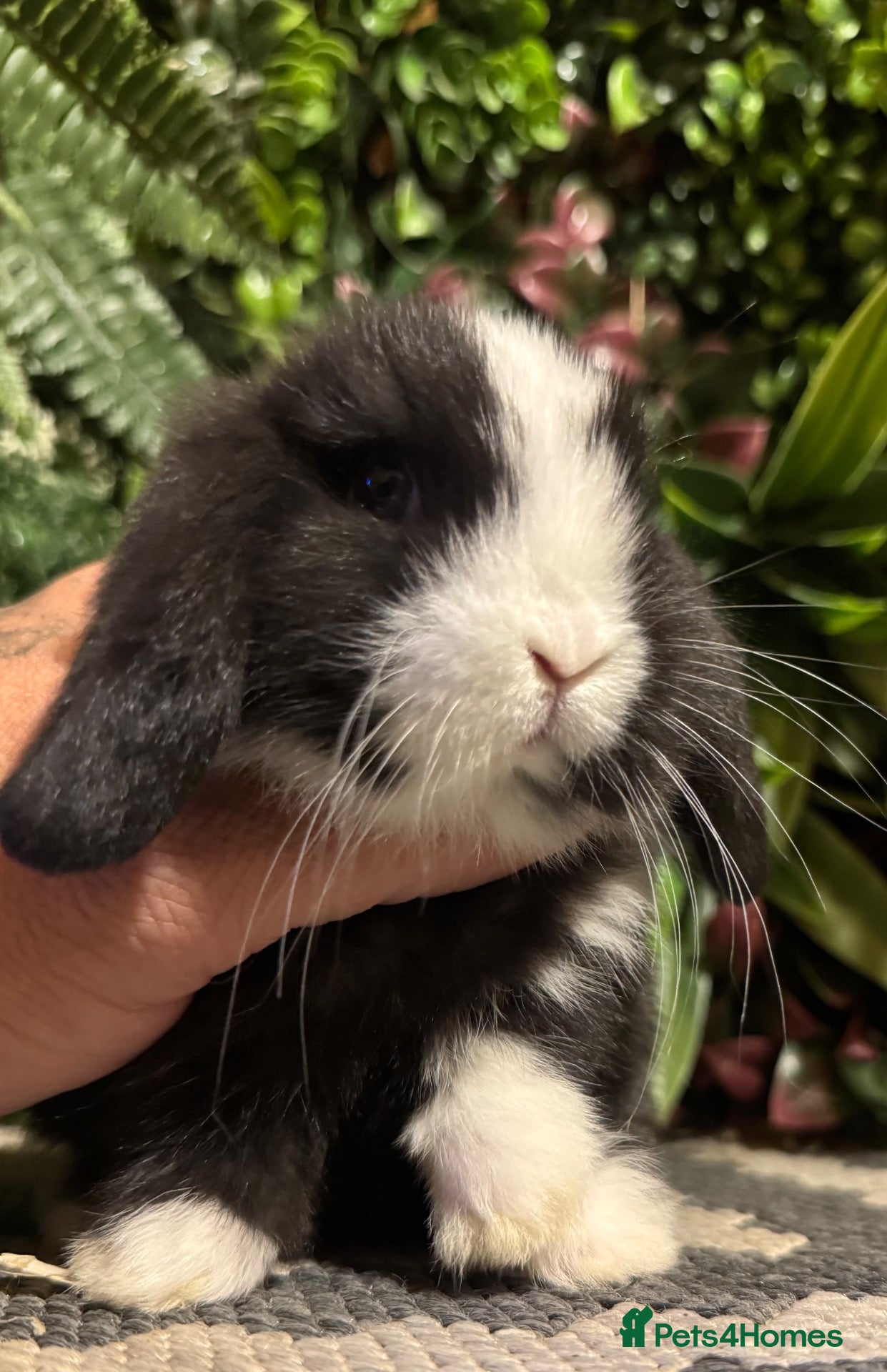 Mini Lop rabbits Mini lops 3 girls available to reserve  - Advert 1