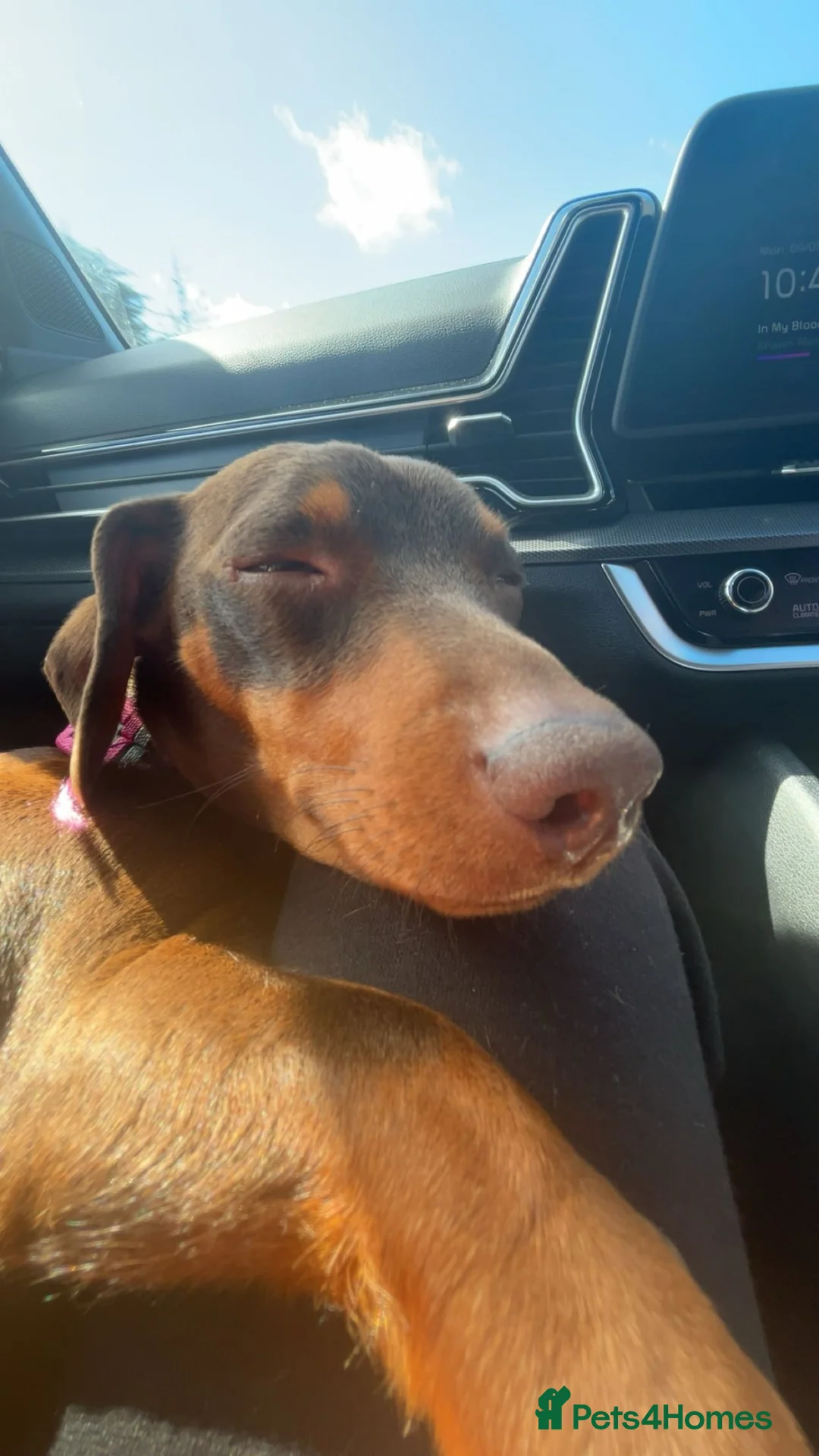 Dachshund dogs for sale: Very cute very well trained dachshund  in Jedburgh - Advert 2