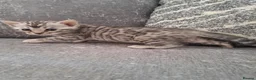 Bengal cats for sale: Adorable  full blood line pedigree Bengal kittens. - Advert 9