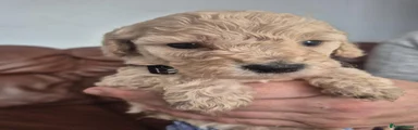 Cockapoo 3