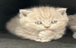 British Shorthair cats for sale: 5 Star - BSH Litter (Two Cinnamon, Fawn & Lilac) - Image 15