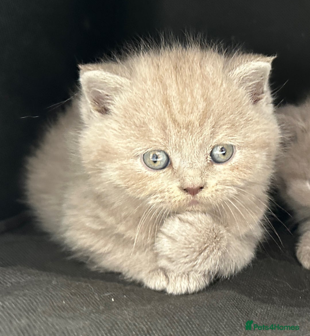 British Shorthair cats for sale: 5 Star - BSH Litter (Two Cinnamon, Fawn & Lilac) - Image 15