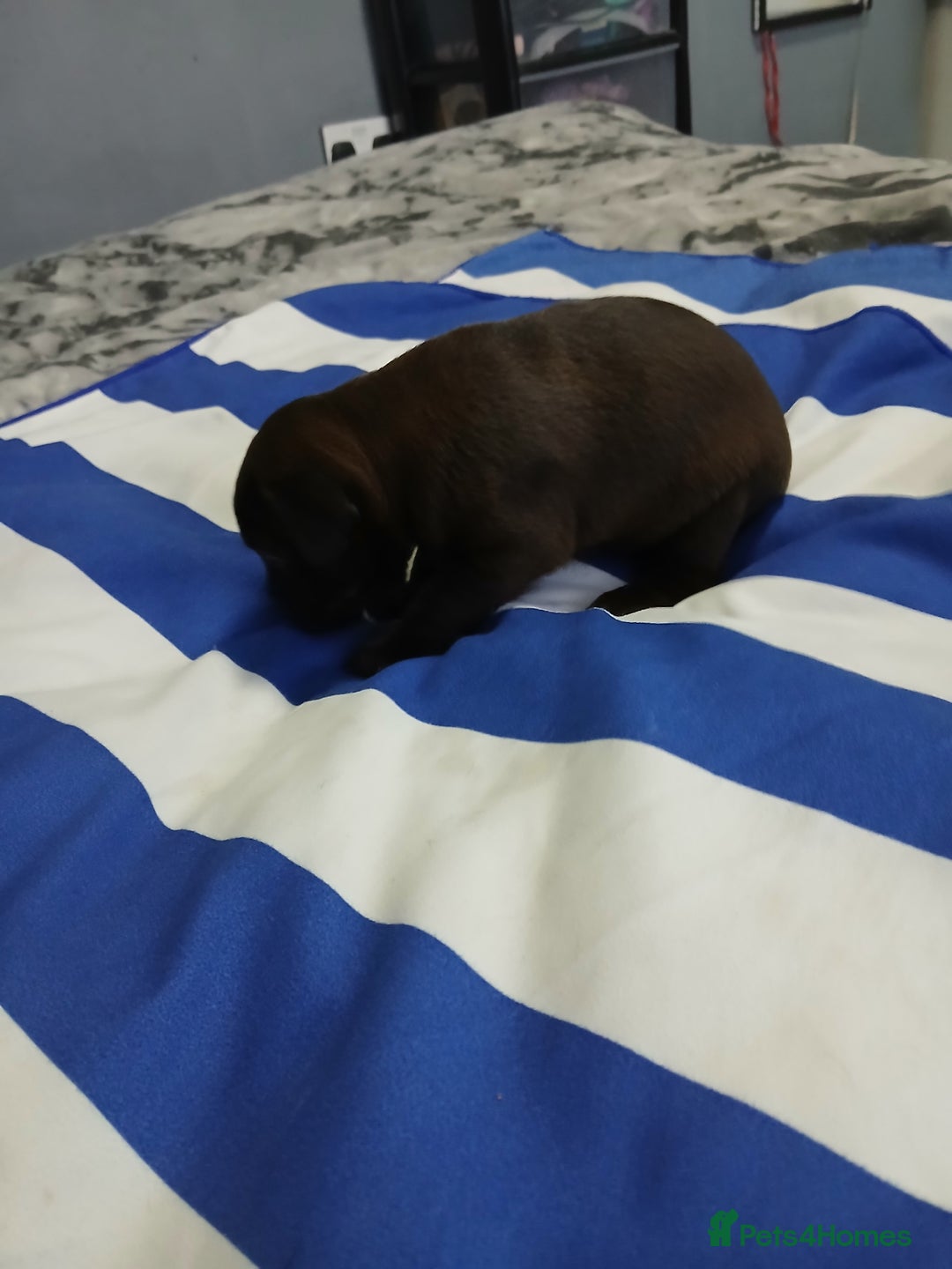 Patterdale Terrier dogs for sale: Puppies  - Advert 5