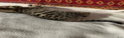 Bengal cats for sale: Kittens in Taunton - Advert 9