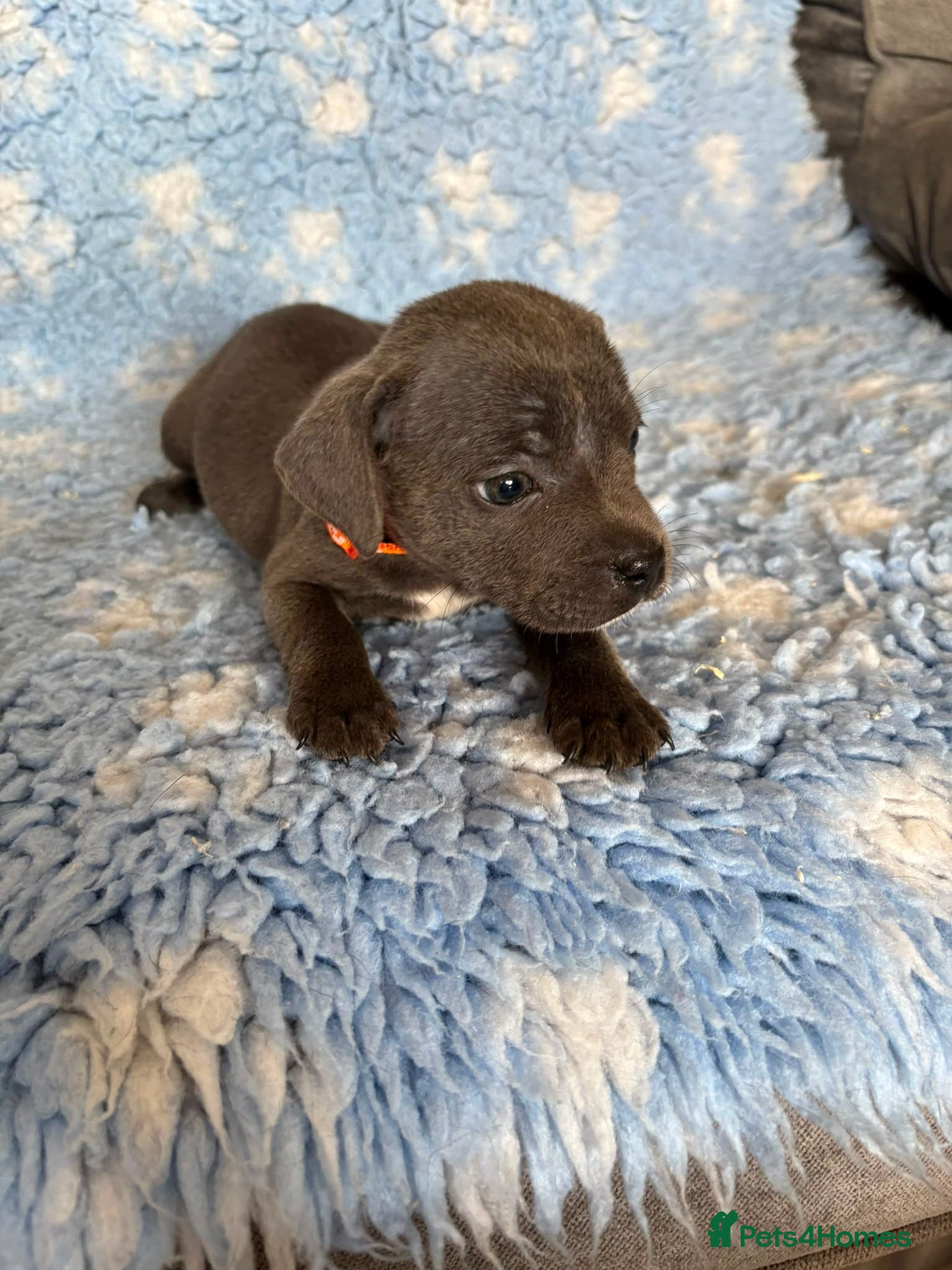 Staffordshire Bull Terrier dogs Blue Staffy Puppies - Advert 1