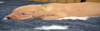 No collar 