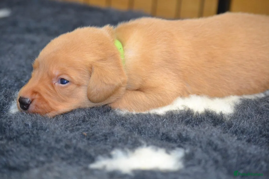 Labrador Retriever dogs for sale: Chunky Fox Red Labrador Puppies  - Advert 22