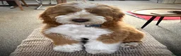 Poodle dogs for stud: Rare Red Tuxedo Moyen Poodle Stud - Advert 14