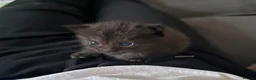 Persian cats for sale: Kitten for sale  in Buckingham - Advert 9