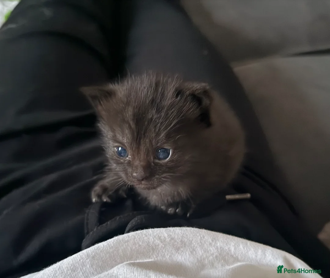 Persian cats for sale: Kitten for sale  in Buckingham - Advert 9