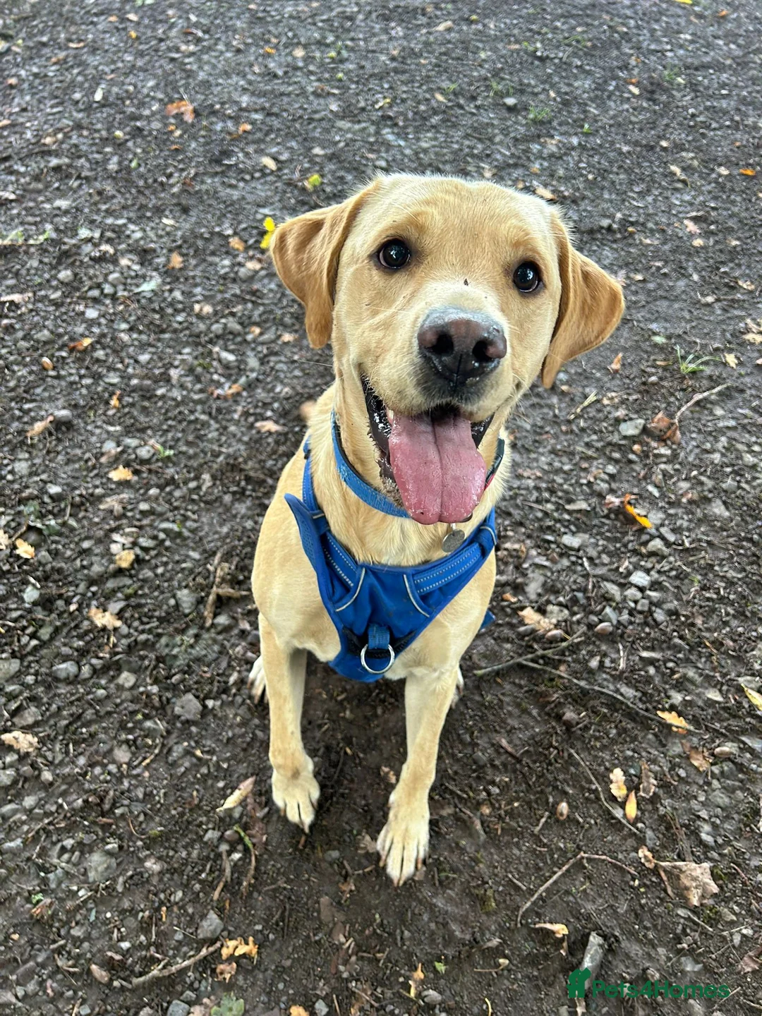 Labrador Retriever dogs for stud: Gorgeous KC Purebred Yellow Labrador For Stud - Advert 6