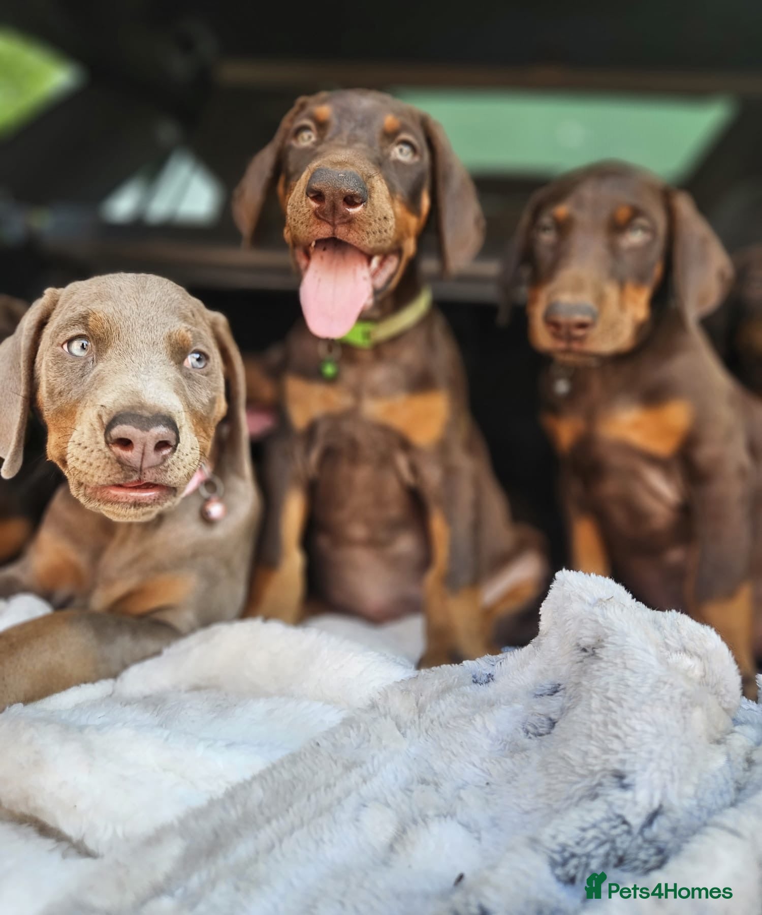 Dobermann dogs Ready Soon Beautiful Chunky KC Registered Puppies! - Advert 1