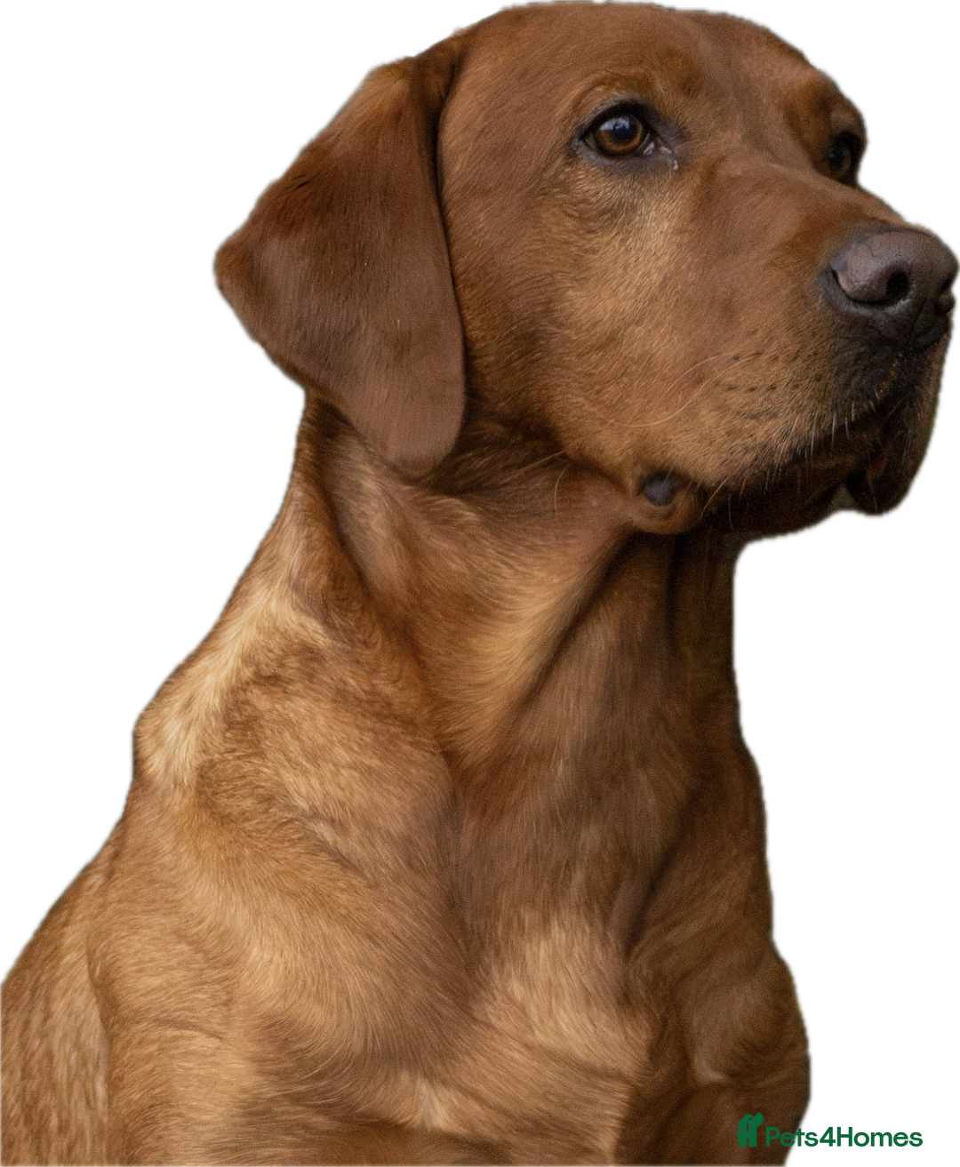 Labrador Retriever dogs for sale: Family/Working bred KC Labradors - Image 26
