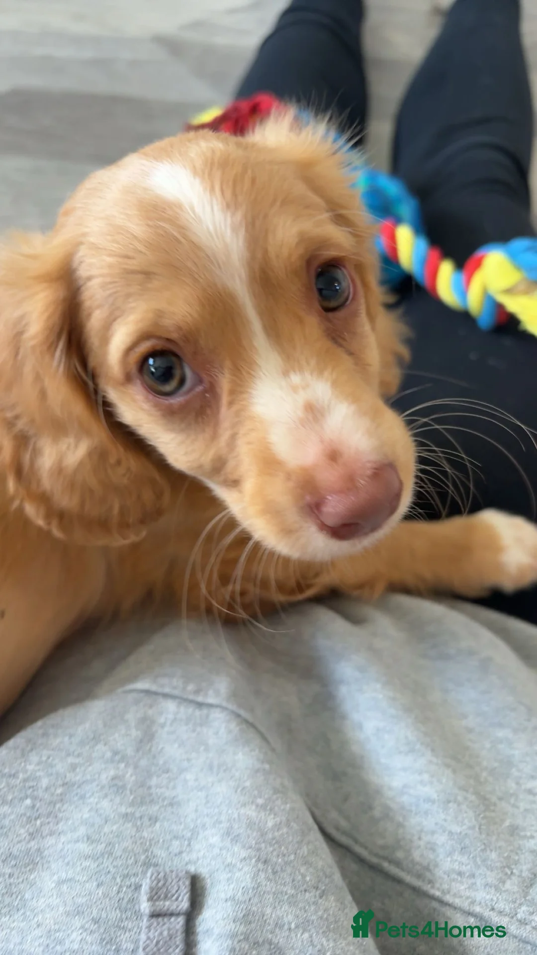 Cocker Spaniel dogs for sale: cocker spaniel puppy  in Alloa - Advert 2