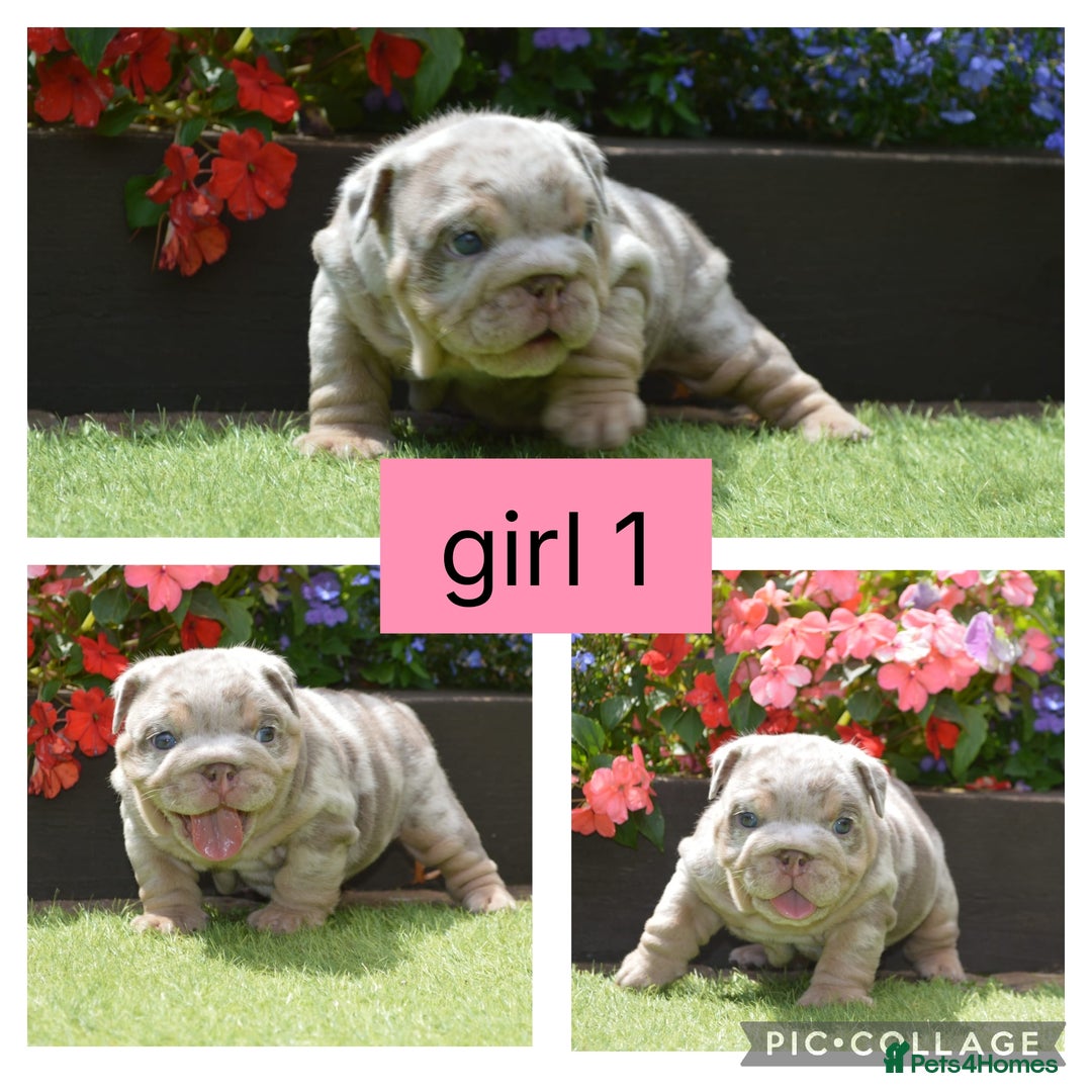 English Bulldog dogs for sale: Outstanding English bulldog puppies  - Image 7