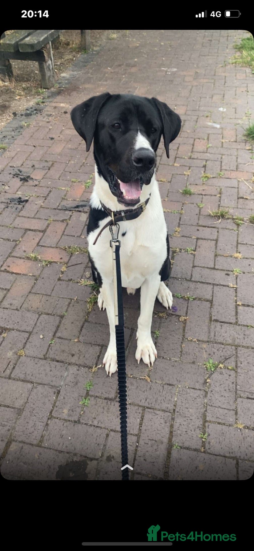 Mixed Breed dogs Great Dane cross - Advert 4