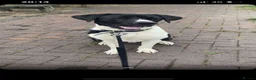 Mixed Breed dogs for sale: Great Dane cross in Burton-on-Trent - Advert 1