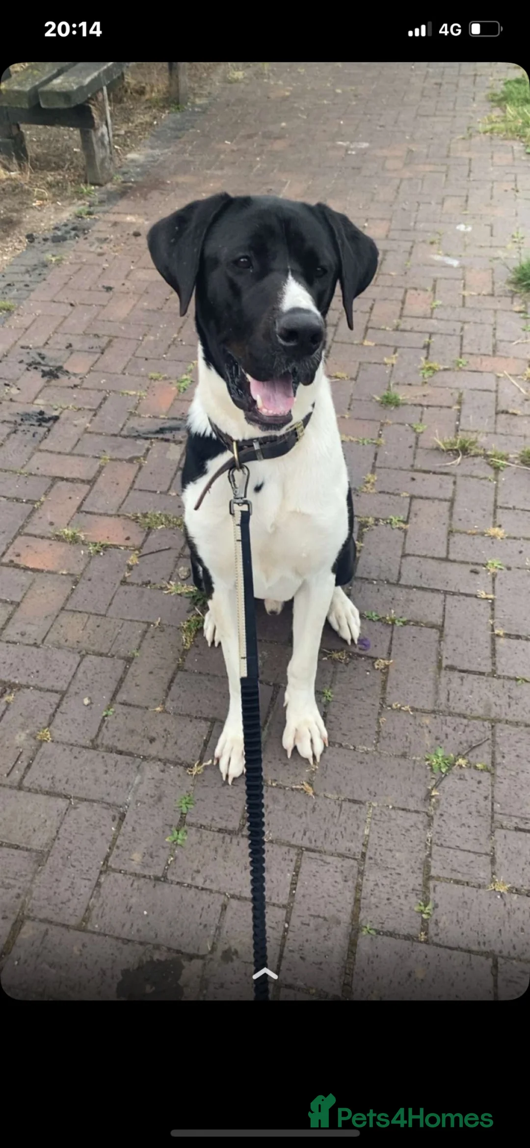 Mixed Breed dogs for sale: Great Dane cross in Burton-on-Trent - Advert 1