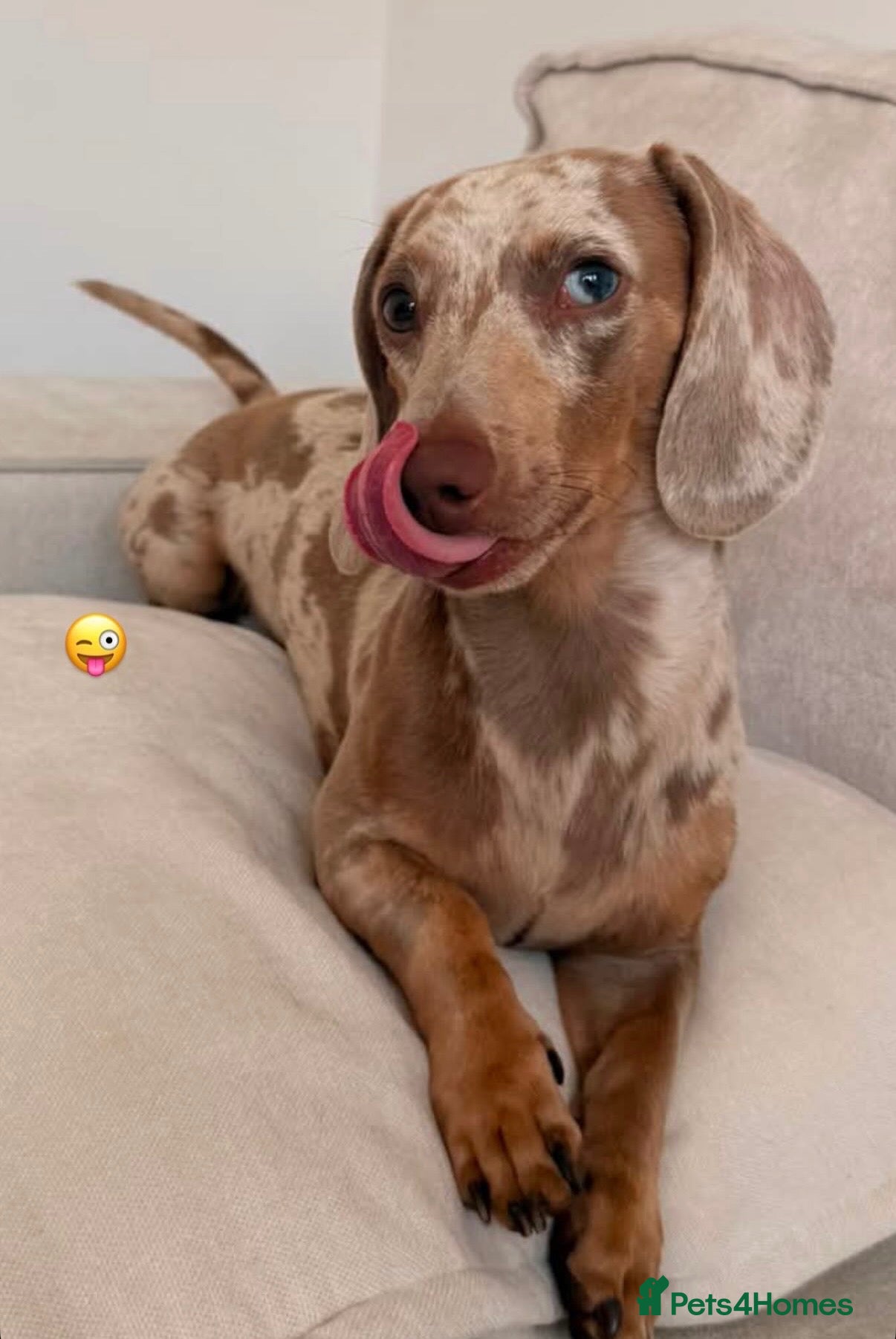 Miniature Dachshund dogs 18 month old male miniature dachshund  - Advert 1