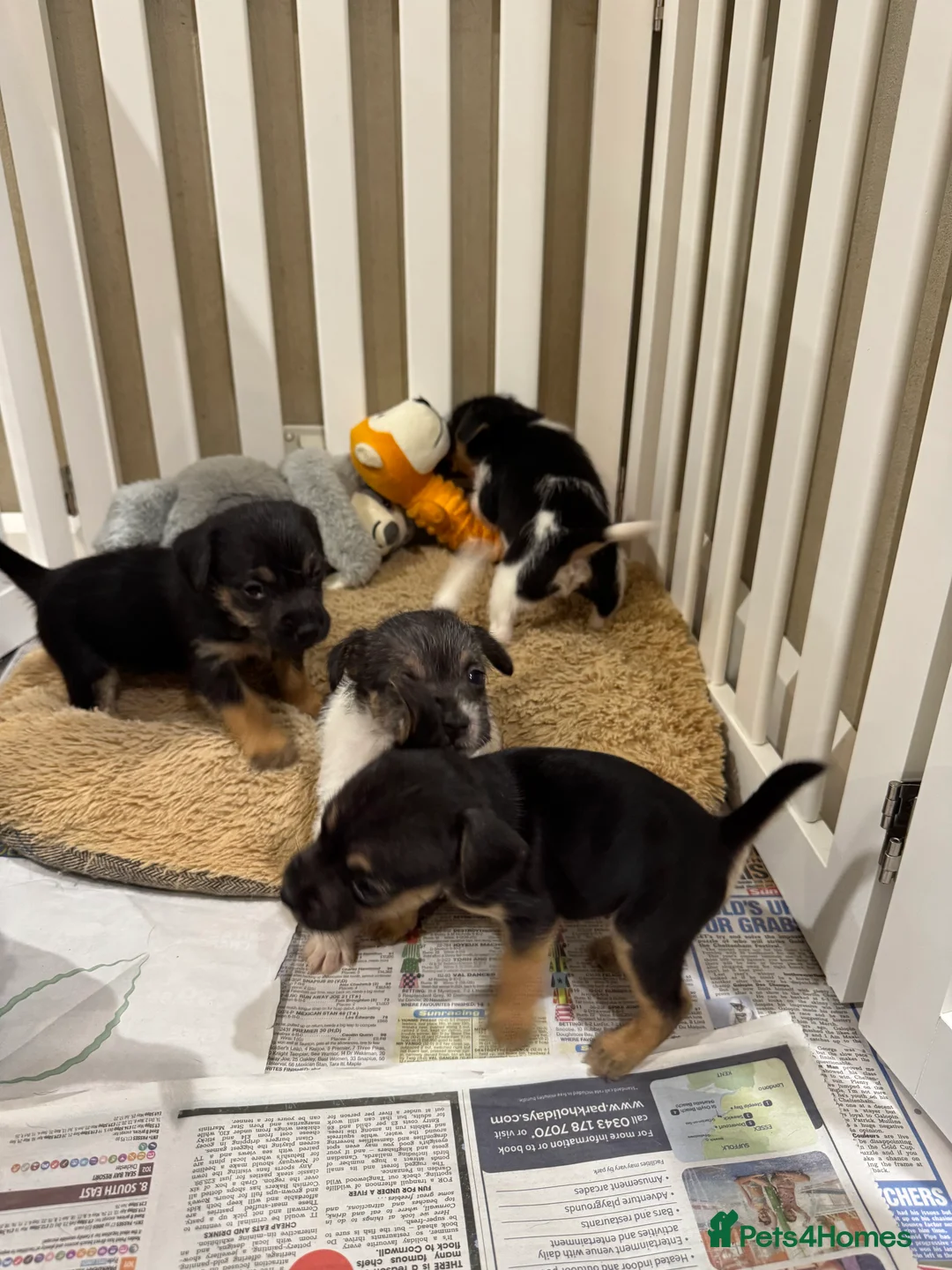 Mixed Breed dogs for sale: Norfolk terrier x Jack Russell puppies  - Advert 7