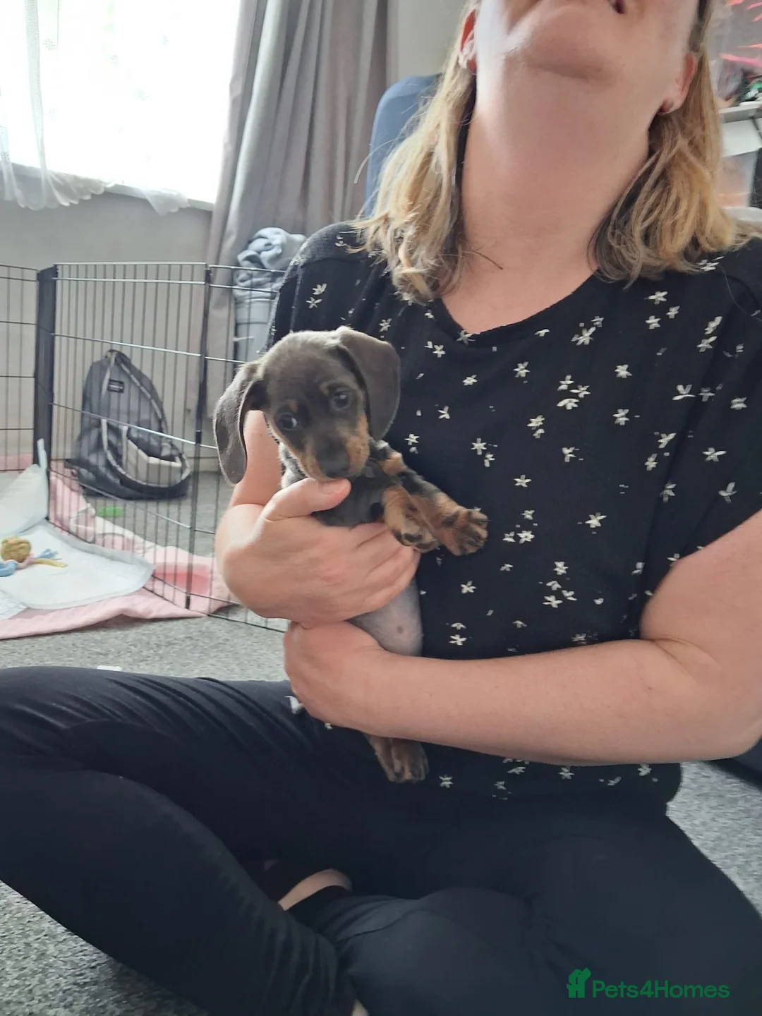 Dachshund dogs for sale: Daschound 8 weeks  in Poole - Advert 1