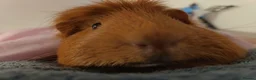 Guinea Pig rodents for sale: 2 lovely male guinea pigs 🐹 (with equipment)  - Advert 3
