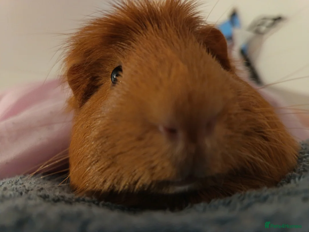 Guinea Pig rodents for sale: 2 lovely male guinea pigs 🐹 (with equipment)  - Advert 3