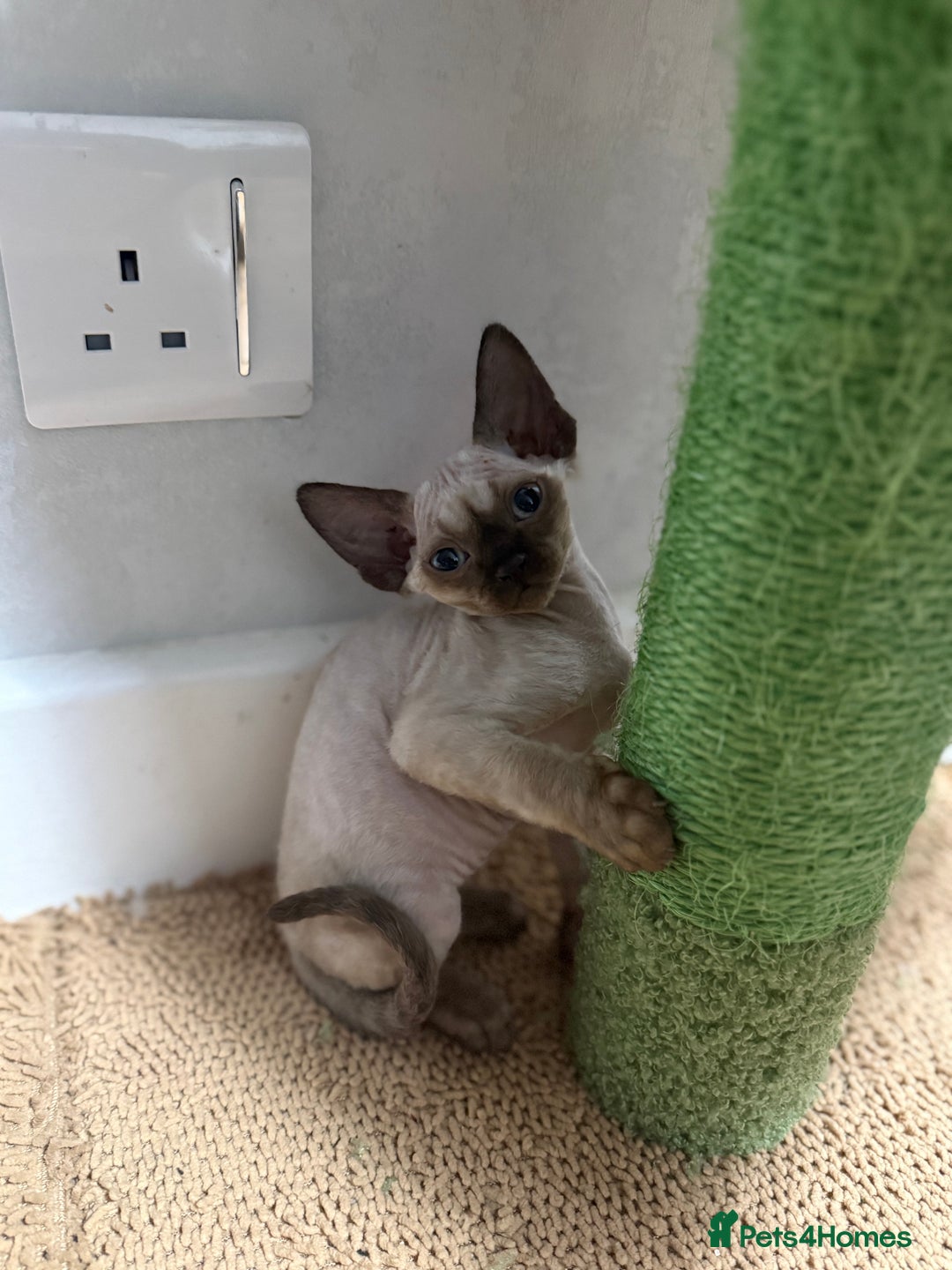 Devon Rex cats for sale: 😍😍😍 3 girls registered GCCF😍😍😍 - Advert 7