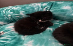 Domestic Shorthair cats for sale: 5 Playful Tuxedo & Black Kittens – Ready Now - Image 10