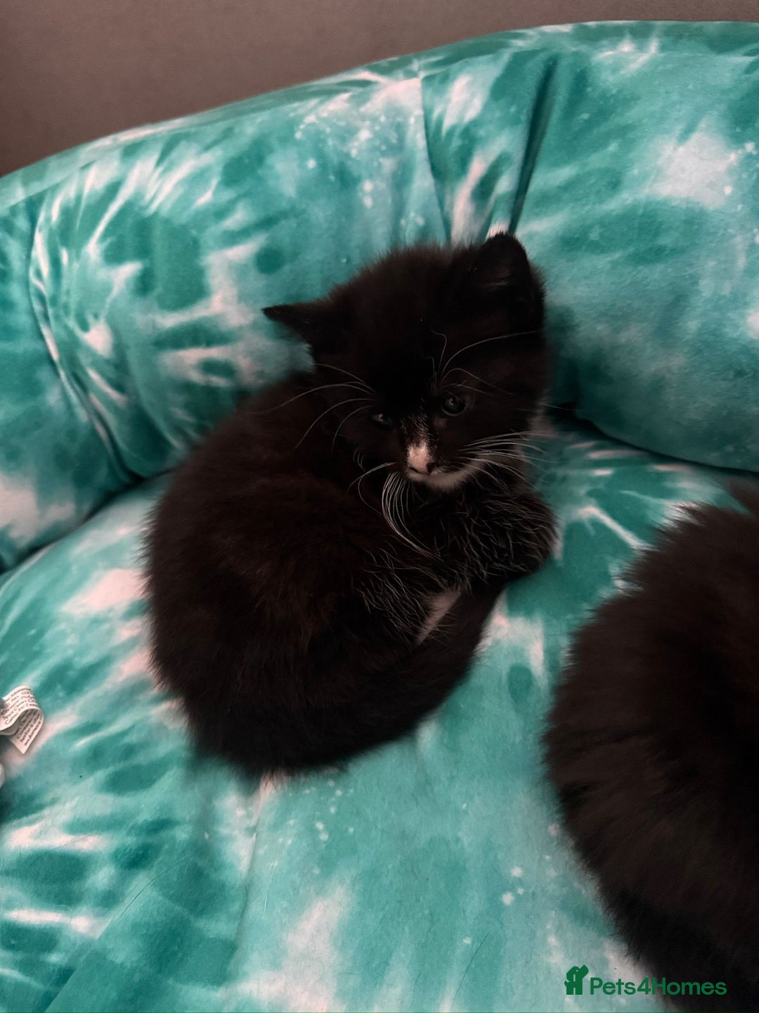 Domestic Shorthair cats for sale: 5 Playful Tuxedo & Black Kittens – Ready Now - Image 10