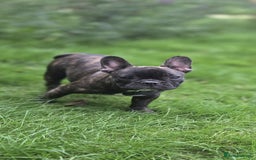 French Bulldog dogs for sale: French bulldog pups ready to leave - Image 23