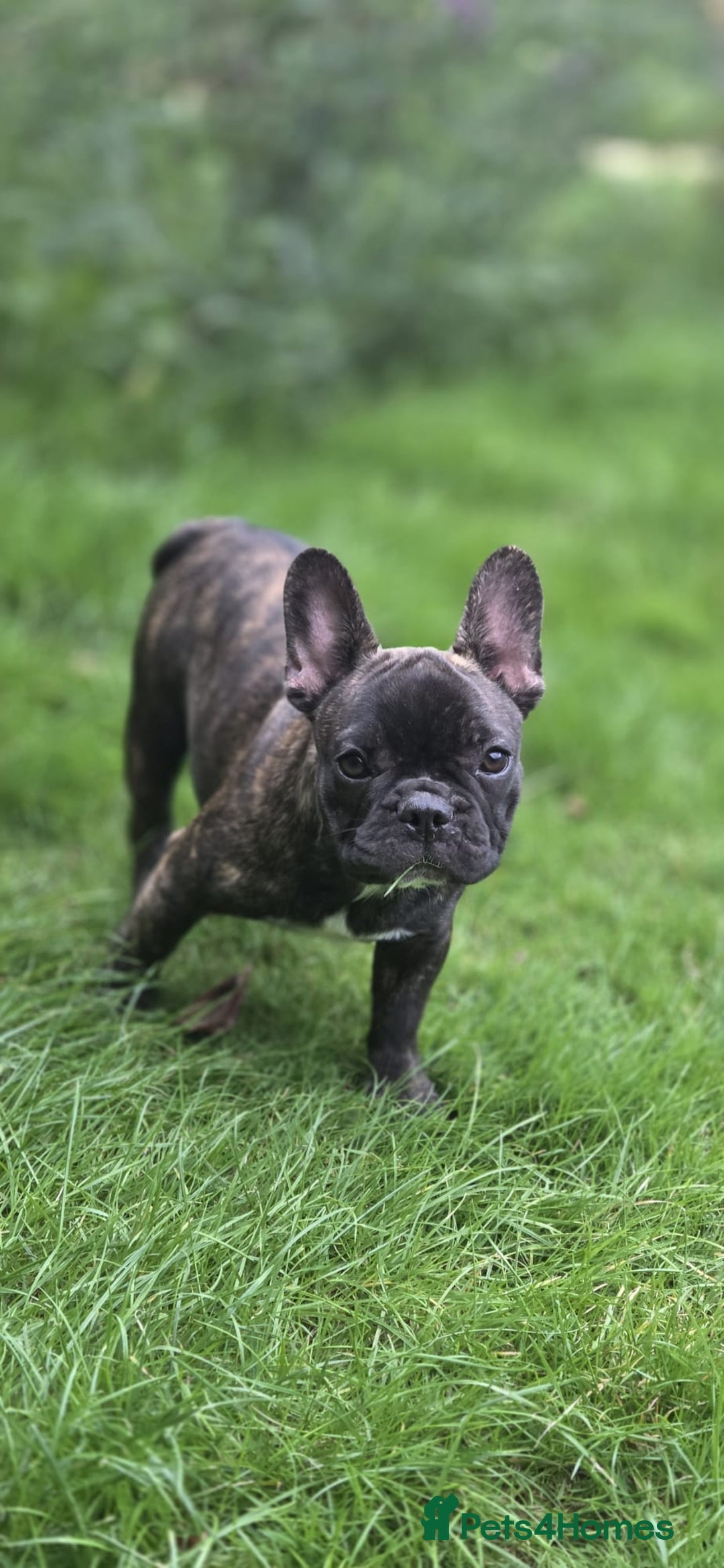 French Bulldog dogs for sale: French bulldog pups ready to leave - Image 23