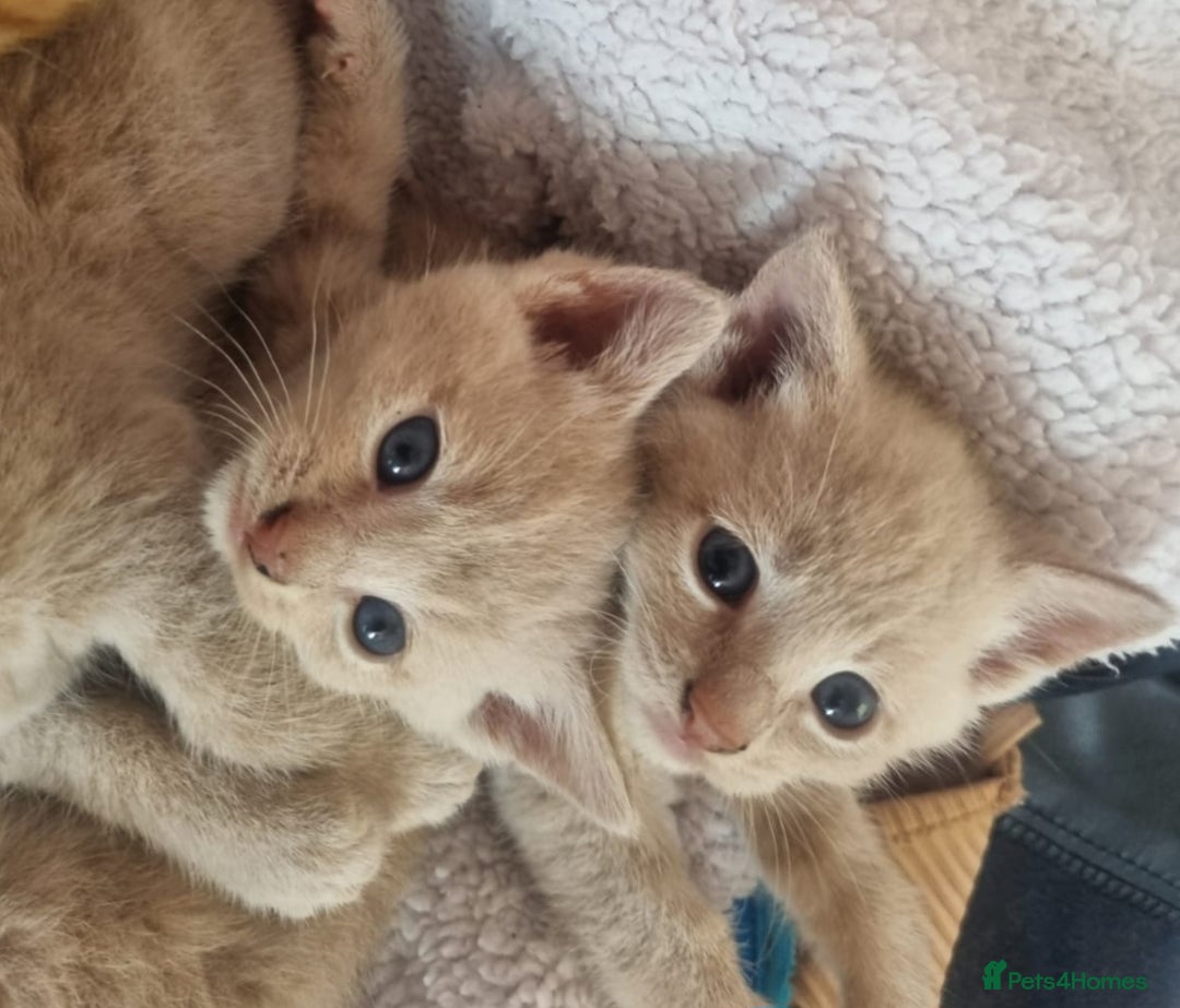 Mixed Breed cats for sale: Beautiful kittens - Image 2