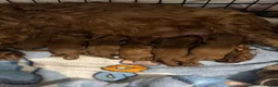 Cavapoo dogs for sale: Cavapoo pups  - Advert 1