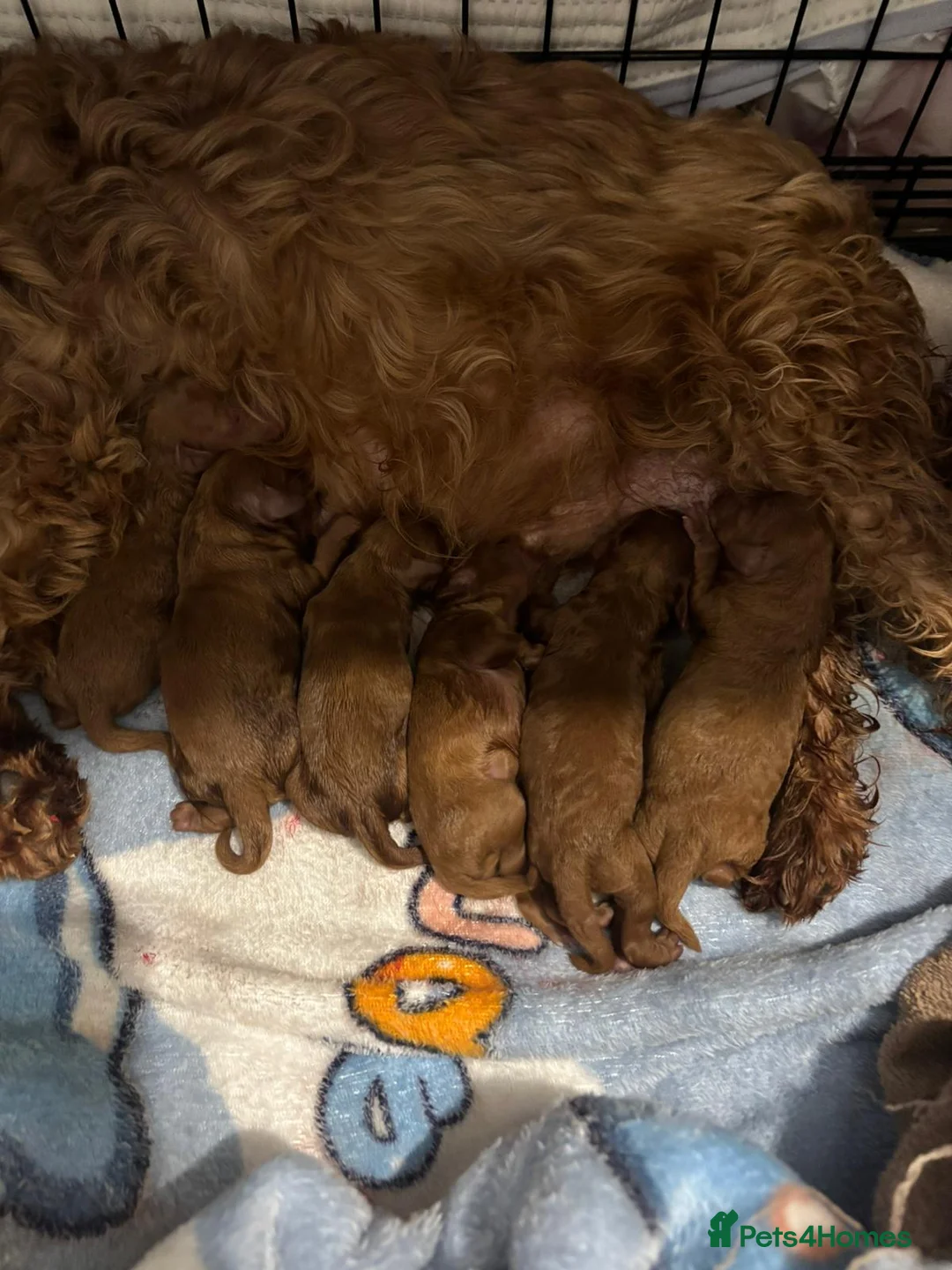 Cavapoo dogs for sale: Cavapoo pups  - Advert 1