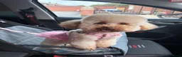 Toy Poodle dogs for sale: Moana the toy poodle in Barnsley - Advert 5