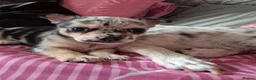 Chihuahua dogs for sale: Rare Tri Merle Chihuahua Girl  - Advert 3