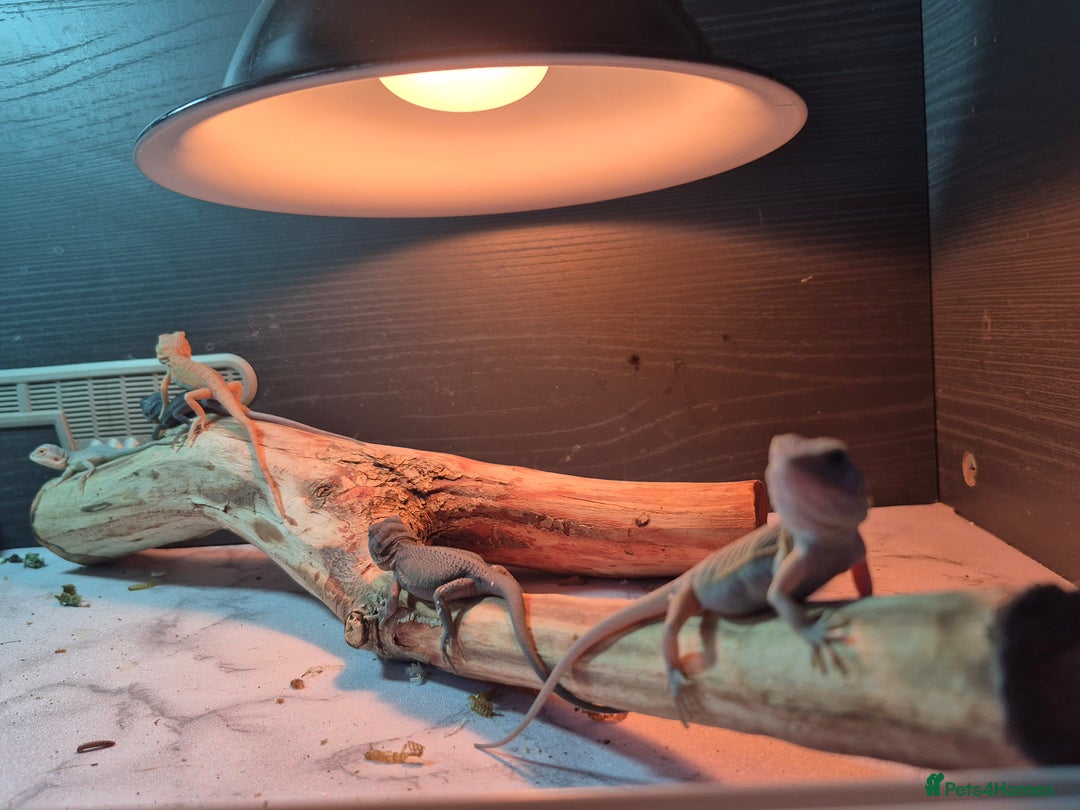 Bearded Dragon reptiles for sale: Baby bearded  dragons  - Image 3