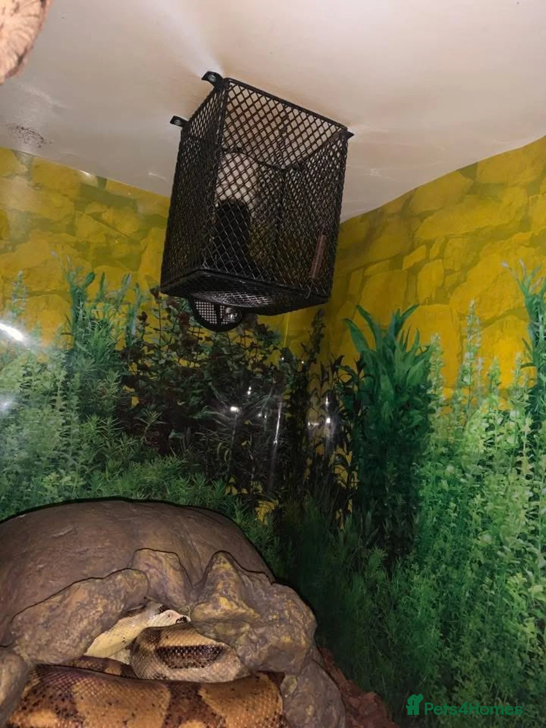 Boa Snake reptiles for sale: Boa Constrictor Snake in Southam - Advert 4