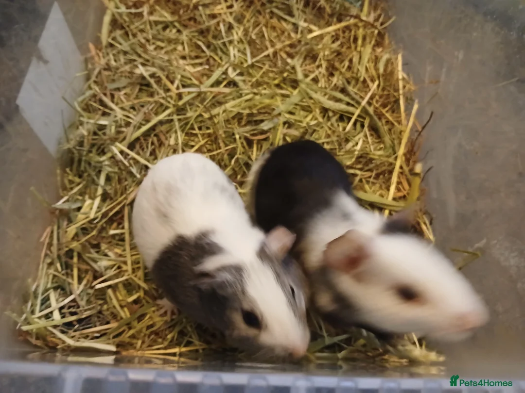 Guinea Pig rodents for sale: Baby Boar Guinea Pigs for sale. ( ready to leave) - Advert 2