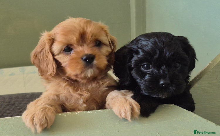 Cavapoo dogs - Advert 15