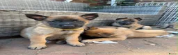 Belgian Shepherd Dog dogs for sale: Beautiful Belgium Shepard Dog in Wolverhampton - Advert 5