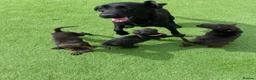 Mixed Breed dogs for sale: 3 Gorgous shar pei x Labrador pups RTL - Advert 10