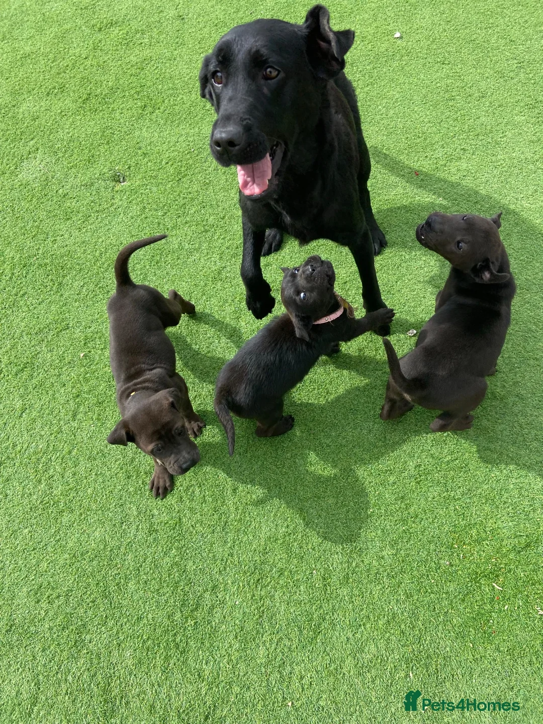 Mixed Breed dogs for sale: 3 Gorgous shar pei x Labrador pups RTL - Advert 10