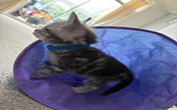 Mixed Breed cats for sale: 5 ADORABLE KITTENS 🐈1M/4F Ready For Reservation😺 - Image 4