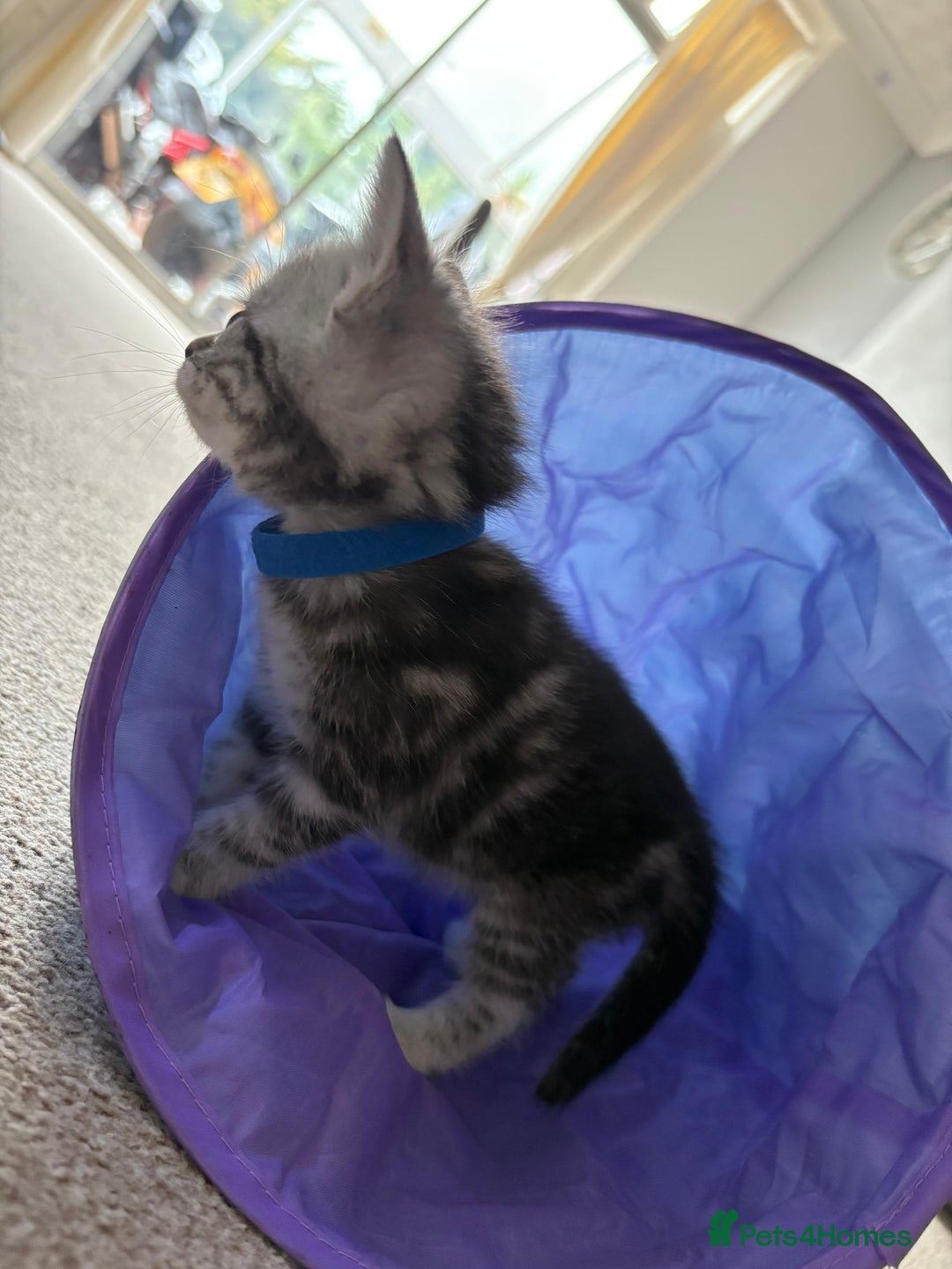Mixed Breed cats for sale: 5 ADORABLE KITTENS 🐈1M/4F Ready For Reservation😺 - Image 4