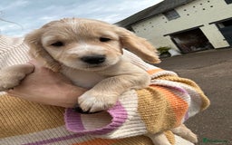Cocker Spaniel dogs for sale: REDUCED, 2 LEFT. READY NOW! Cocker Spaniel mix - Image 18