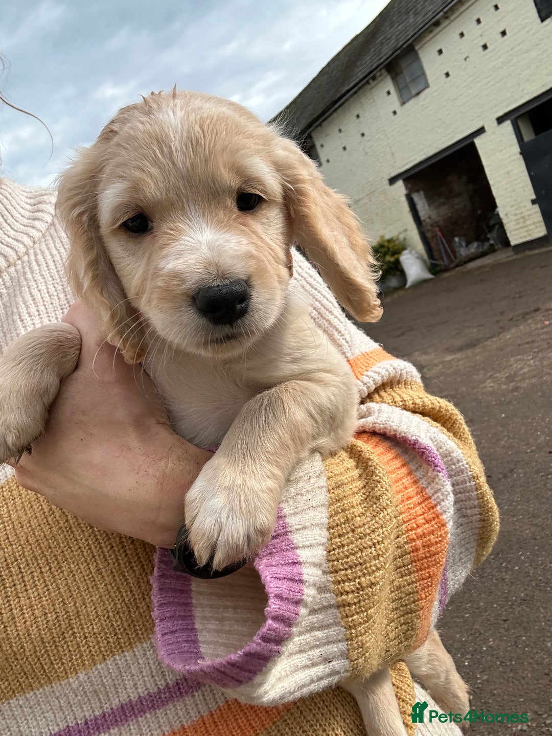 Cocker Spaniel dogs for sale: REDUCED, 2 LEFT. READY NOW! Cocker Spaniel mix - Image 18